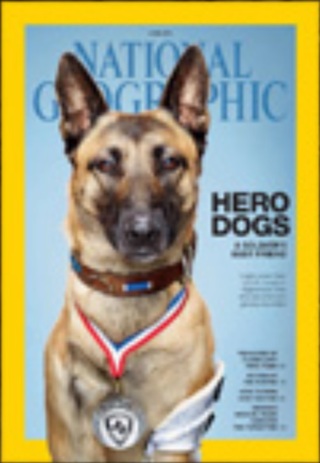 全球周刊封面故事：戰地之犬 忠心效命（20140608 國家地理雜誌）