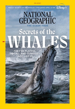 不只人類 鯨魚也有文化差異！(國家地理雜誌 National Geographic)